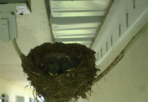 birds nest 1