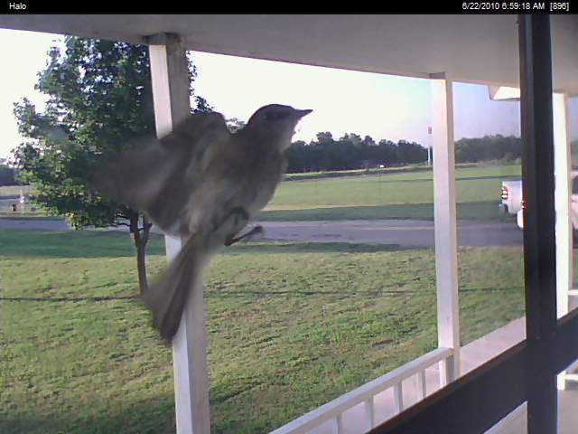 bird_in_flight_caught_by_the_security_camera_at_6.jpg