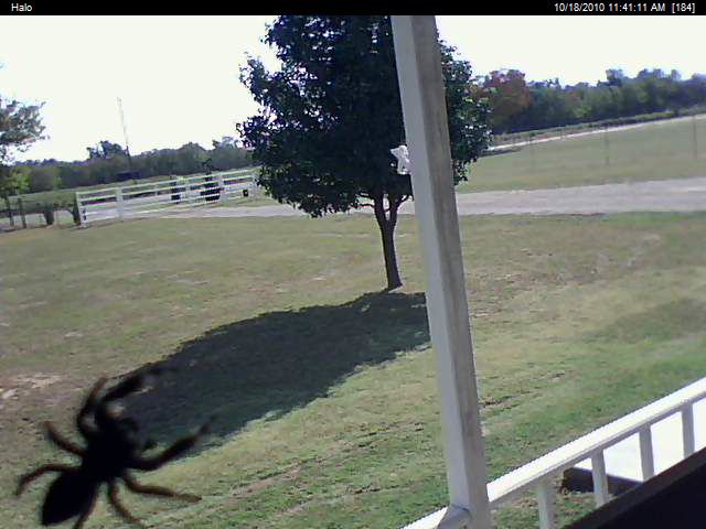 camera_catches_a_spider_and_i_thought_spiders_caug.jpg